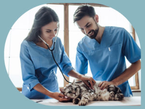 Veterinary Assistant Job Description and Training Requirements