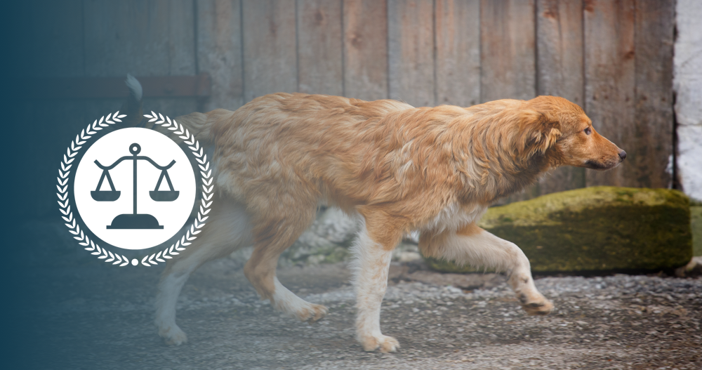 Have A Heart For Animals? Become An Animal Control Officer
